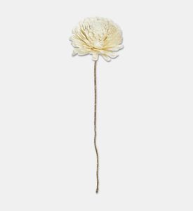 Shishi Dried Sola Flower, Packshot View