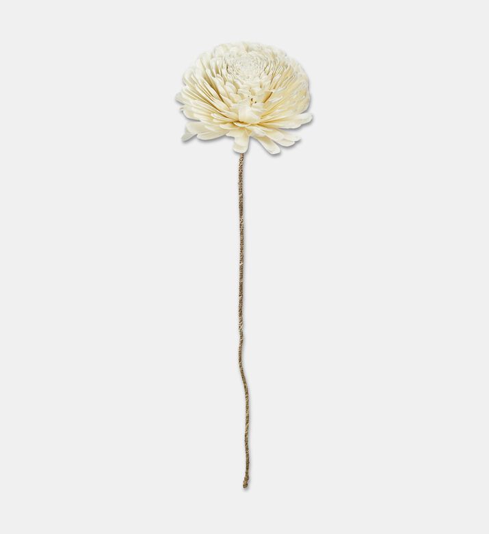 Shishi Dried Sola Flower, Packshot View