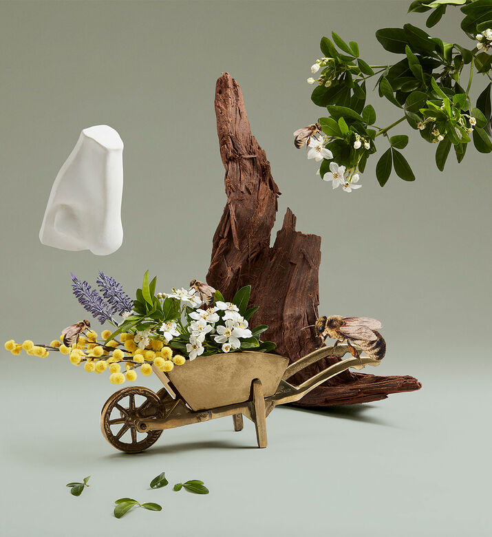 هايغروف بوكيه أو دو بارفان