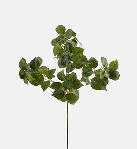 غصن اللبلاب الغربي - 60 سم