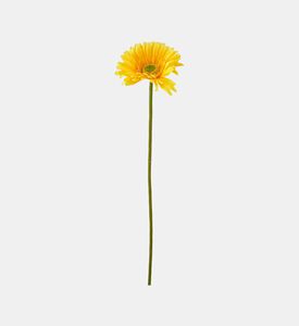 غصن زهرة الجربرة