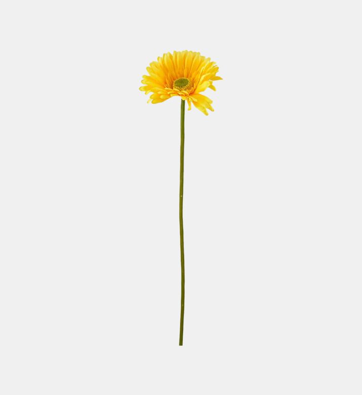 غصن زهرة الجربرة