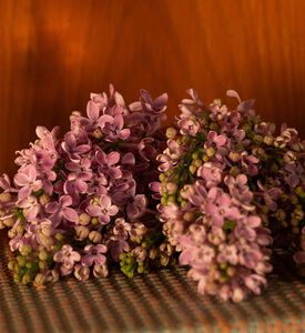 ماء تواليت غيلتي