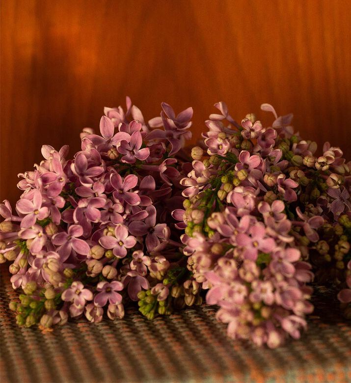 ماء تواليت غيلتي