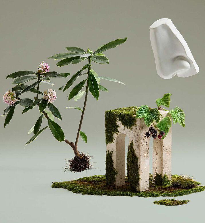 ماء عطر دافني بوكيه