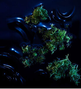 ماء عطر ريبليكا سول أوف ذا فوريست