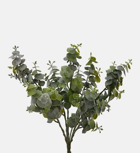 شجيرة أوكالبتوس أنيقة - 36 سم