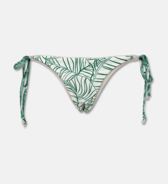 Palmacea Swst Luna, Packshot View