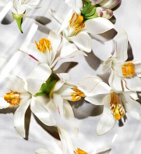 ماء عطر ليبر لو نو