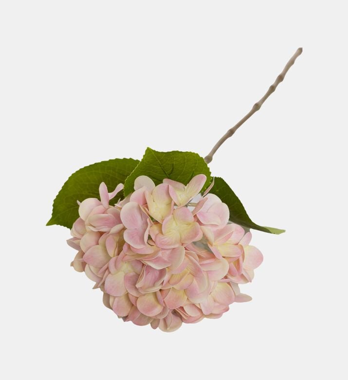 Noble Hydrangea New Branch Noble Hydrangea New Branch