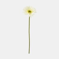 Prix Gerbera Branch