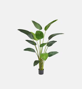 وعاء أزهار ستريليتزيا أنيق - 180 سم