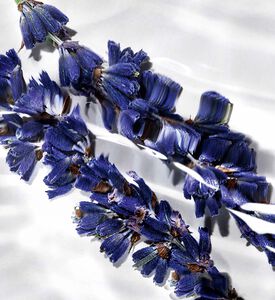 ماء عطر ليبر لو نو