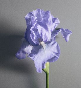 Creed Edp Iris Debonair, 100-ml, Packshot View
