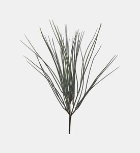 شجيرة لزان مكنسي