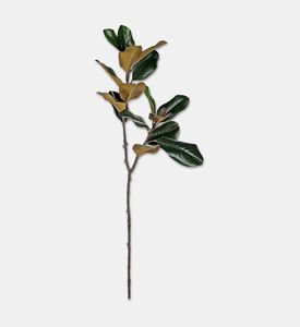 Shishi Magnolia Branch, Packshot View