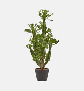 إناء ورقي لنبات الصبار الغربي العصاري - 89 سم