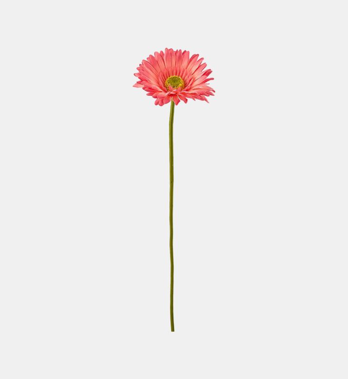 غصن زهرة الجربرة