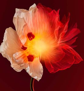 Sculptural Densifying Cream Sculptural Densifying Cream