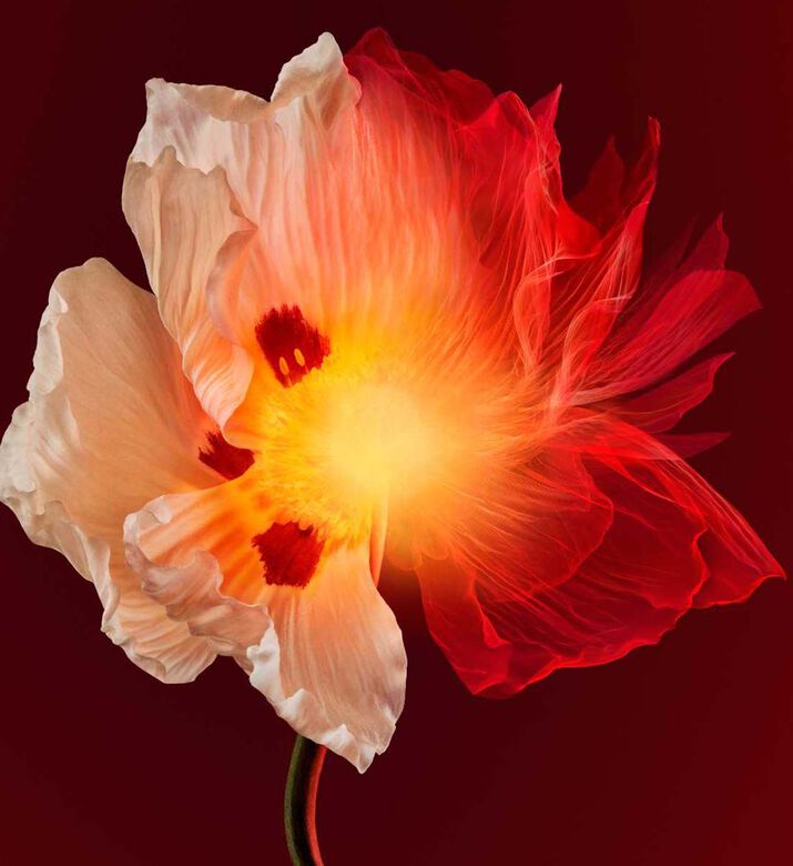 Sculptural Densifying Cream Sculptural Densifying Cream