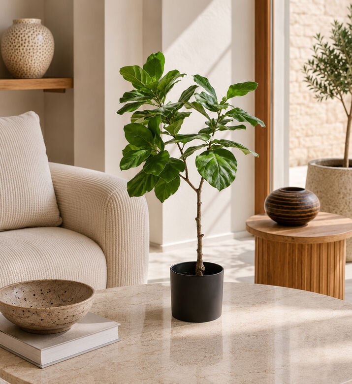 Edg Chic Ficus Plant - 120cm, Packshot View