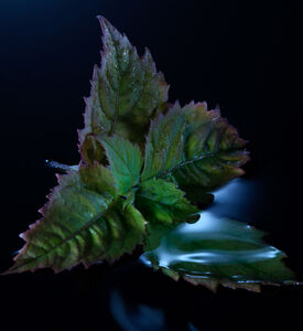 ماء عطر ريبليكا سول أوف ذا فوريست