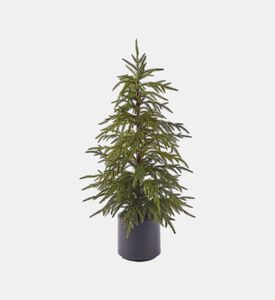 Edg Potted Tall Cryptomeria Tree, Green, 90-cm, Packshot View