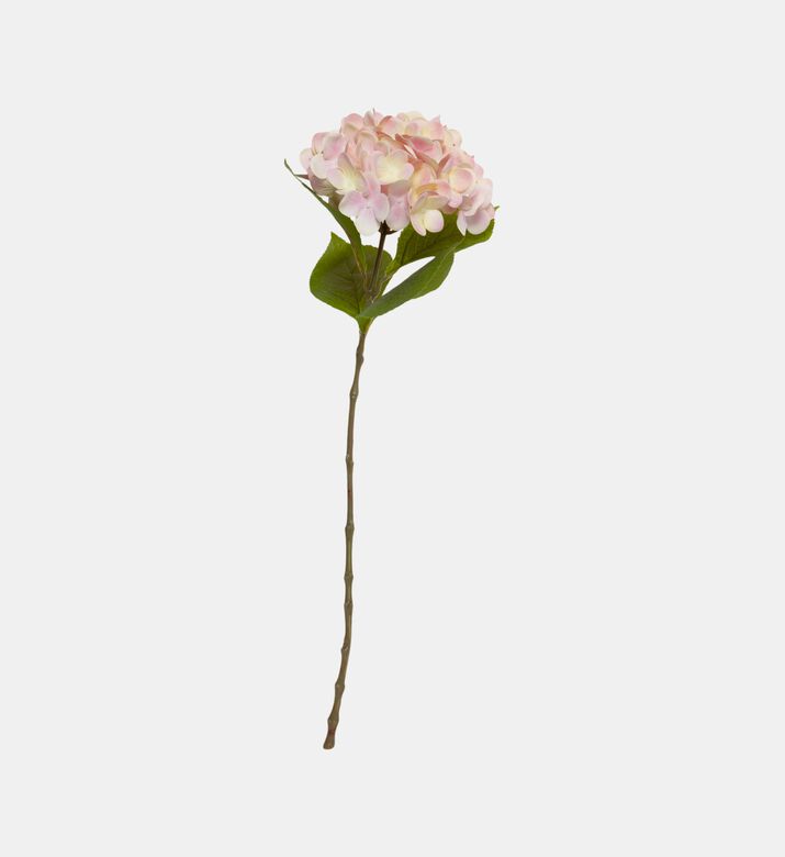 Noble Hydrangea New Branch