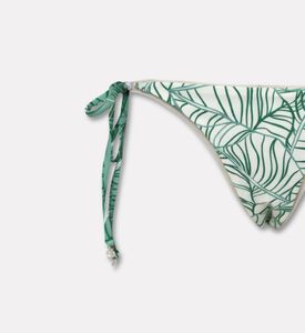 Palmacea Swst Luna, Packshot View