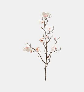 غصن ستيلات ماغنوليا