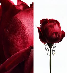 Maison Margiela Anguish & Awe Eau De Parfum, 75-ml, Packshot View