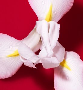Armani Beauty Edp Passione Red Bloom, 50-ml, Packshot View
