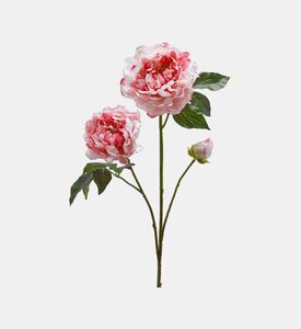 غصن فاوانيا ثلاثي