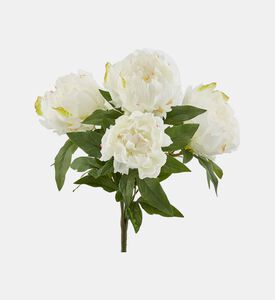 شجيرة فاوانيا