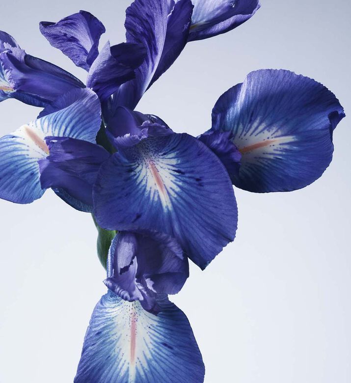 Iris Blue Eau De Toilette Iris Blue Eau De Toilette