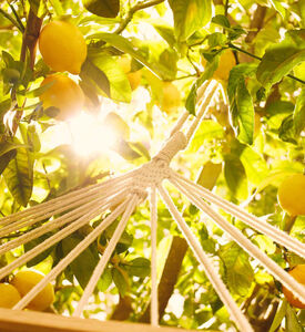 Replica Under The Lemon Tree Edt 100 Ml Replica Under The Lemon Tree Edt 100 Ml