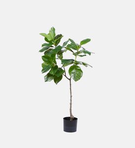 Edg Chic Ficus Plant - 120cm, Packshot View