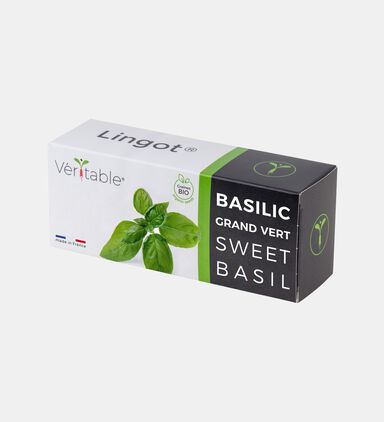 Sweet Basil Organic Essential Aromatic Herbs