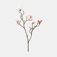 Stellate Magnolia Branch