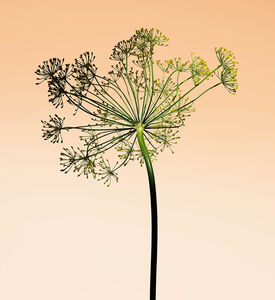 Armani Beauty Edt Ga Ap Orange Med Mv, 50-ml, Packshot View