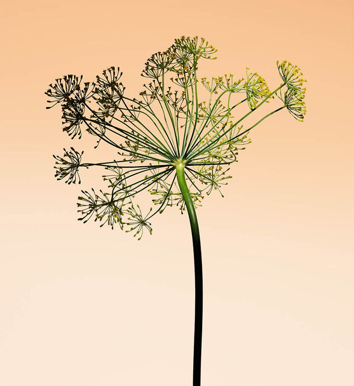 Armani Beauty Edt Ga Ap Orange Med Mv, 50-ml, Packshot View