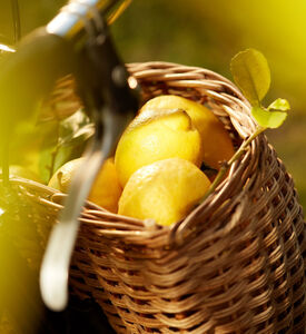 Replica Under The Lemon Tree Edt 100 Ml Replica Under The Lemon Tree Edt 100 Ml