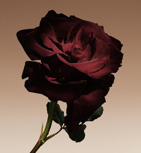 ماء عطر كوير نو