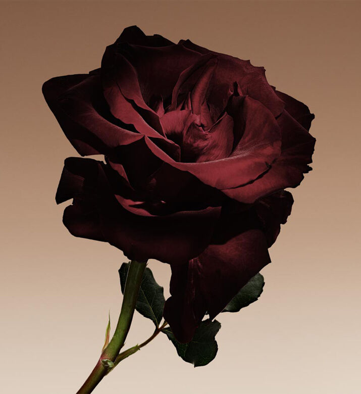 ماء عطر كوير نو