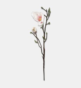 Shishi Branch With Buds Magnolia, Packshot View