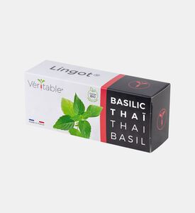 أعشاب ريحان تايلاندية عطرية وعضوية