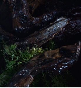 ماء عطر ريبليكا سول أوف ذا فوريست