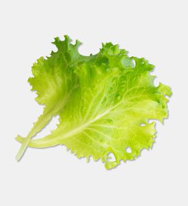 Veritable Gardens Organic Butterhead Lettuce, Packshot View