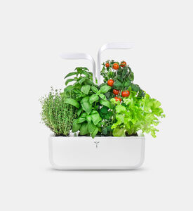 حديقة بوتانيو منزلية 2 لينغو