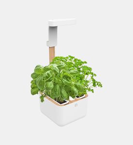 لينغو ثوم صيني عضوي